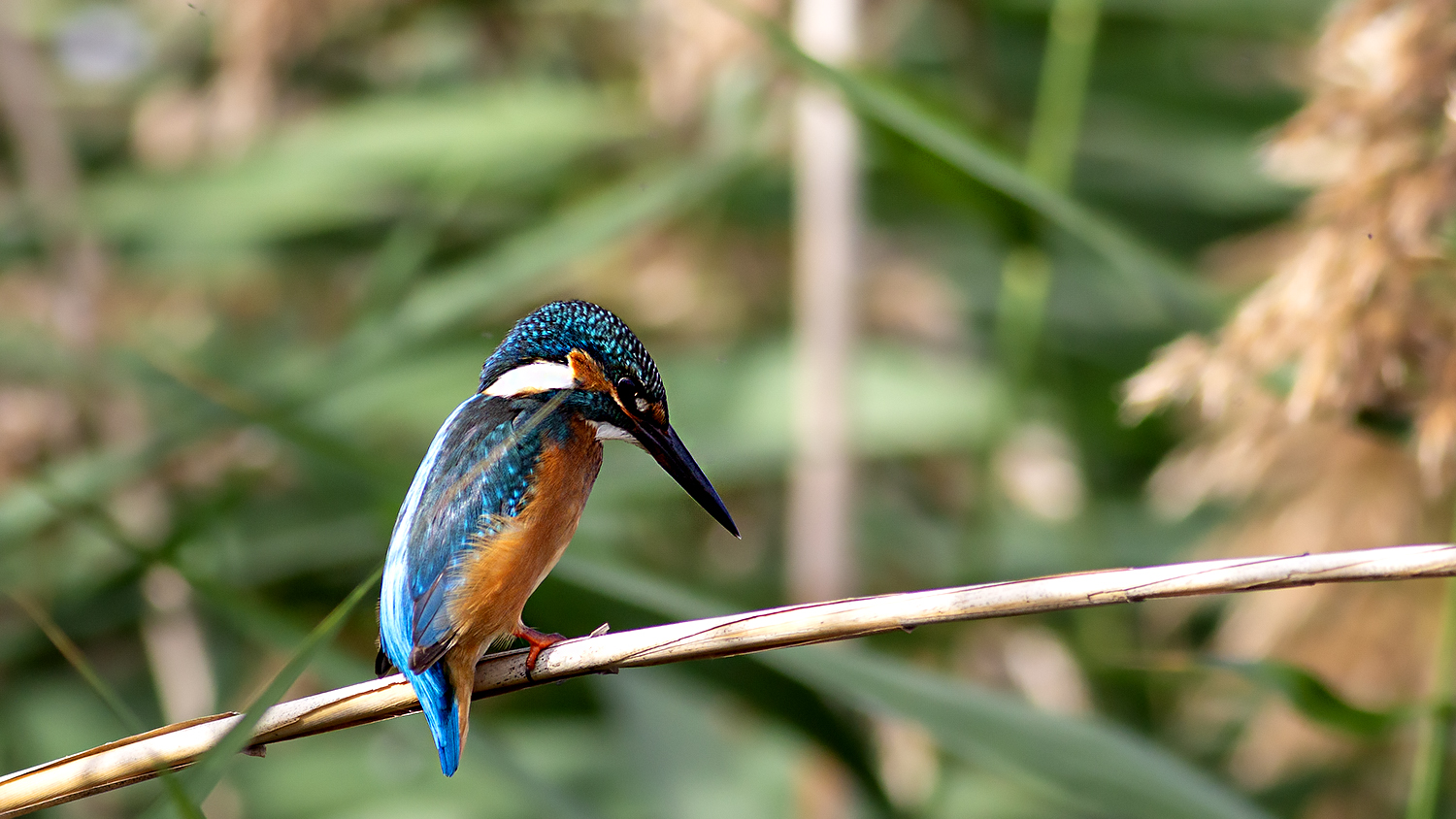 Common Kingfisher